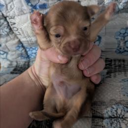 Louis - Chocolate brindled fawn male Chihuahua puppy in Amity, Pennsylvania from Baxters Chihuahuas