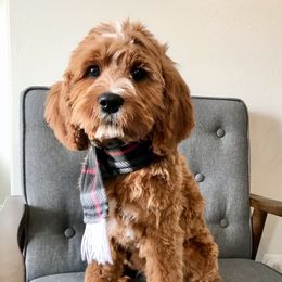 Cedar - Cavapoo