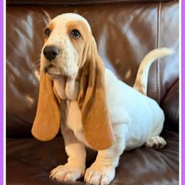 Lavender - Lemon and white female Basset Hound puppy in Columbia, South Carolina from Pawmetto Hounds