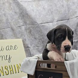 Sally - Mantle female Great Dane puppy in Caldwell, Idaho from Miner's Dynamic Danes