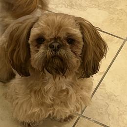Bruno - Shih Tzu