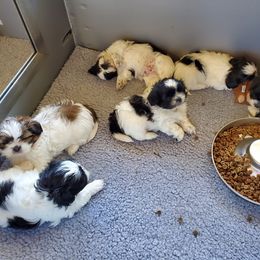 Shih Tzu Puppies from Echomoon Shih Tzu