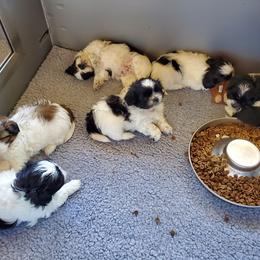 Shih Tzu Puppies from Echomoon Shih Tzu