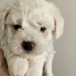 Charlotte La Bouff - White female Bichon Frise puppy in Carthage, Missouri from Cooley's Cuddle Pups