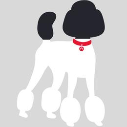 Red collar girl - Parti female Poodle puppy in Forest City, Florida from Forest City Standard Poodles