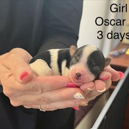 Girl 3 - Black tan and white female Biewer Terrier puppy in Chester, South Carolina from Classic Biewers
