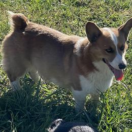 Pembroke Welsh Corgi Puppies from Chase Em All Corgis