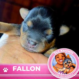 Fallon - Blue and gold female Yorkshire Terrier puppy in Eastpointe, Michigan from TLC Kennels TenderLittleCuties