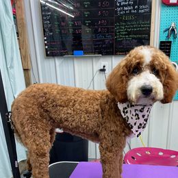 Poppy - Goldendoodle