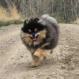Yogi - Pomeranian