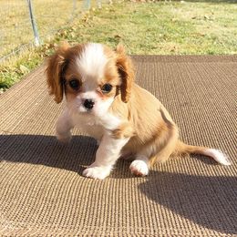 Cavalier King Charles Spaniel Puppies from Ikkes Cavaliers