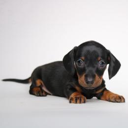 Maple - Black and tan female Dachshund puppy in Red Bud, Illinois from Midwest Miniature Dachshunds