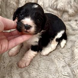 Carl (Green Collar) - Black and white male Cavapoo puppy in Redding, California from Lipscomb Doodles