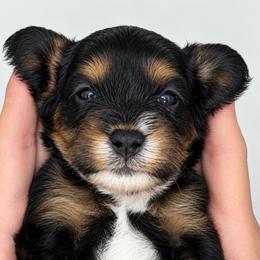 Bruce - Black and tan male Cavapoo puppy in Fayette County, Ohio from Happy Tails