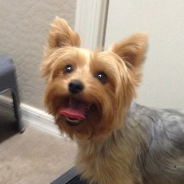 Daisy - Yorkshire Terrier