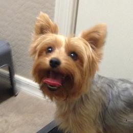 Daisy - Yorkshire Terrier