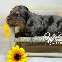 SILKY FEMALE 3200 - Dapple female Dachshund puppy in Nashville, Arkansas from Whisenhunt Farms