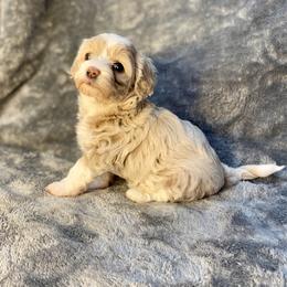 Girl 1 - Gold and white female Shihpoo puppy in Tropic, Utah from Lady Paws-Kara
