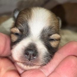 GIRL 1 - Cream sable parti female Pomeranian puppy in Davenport, Washington from Lovely Ladies and Little Asses Miniature Equines (L3A Pomeranians & Papillons)
