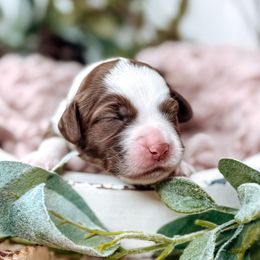 Girl 2 - female Australian Labradoodle puppy in Decatur, Alabama from Southern Meadows Doodles
