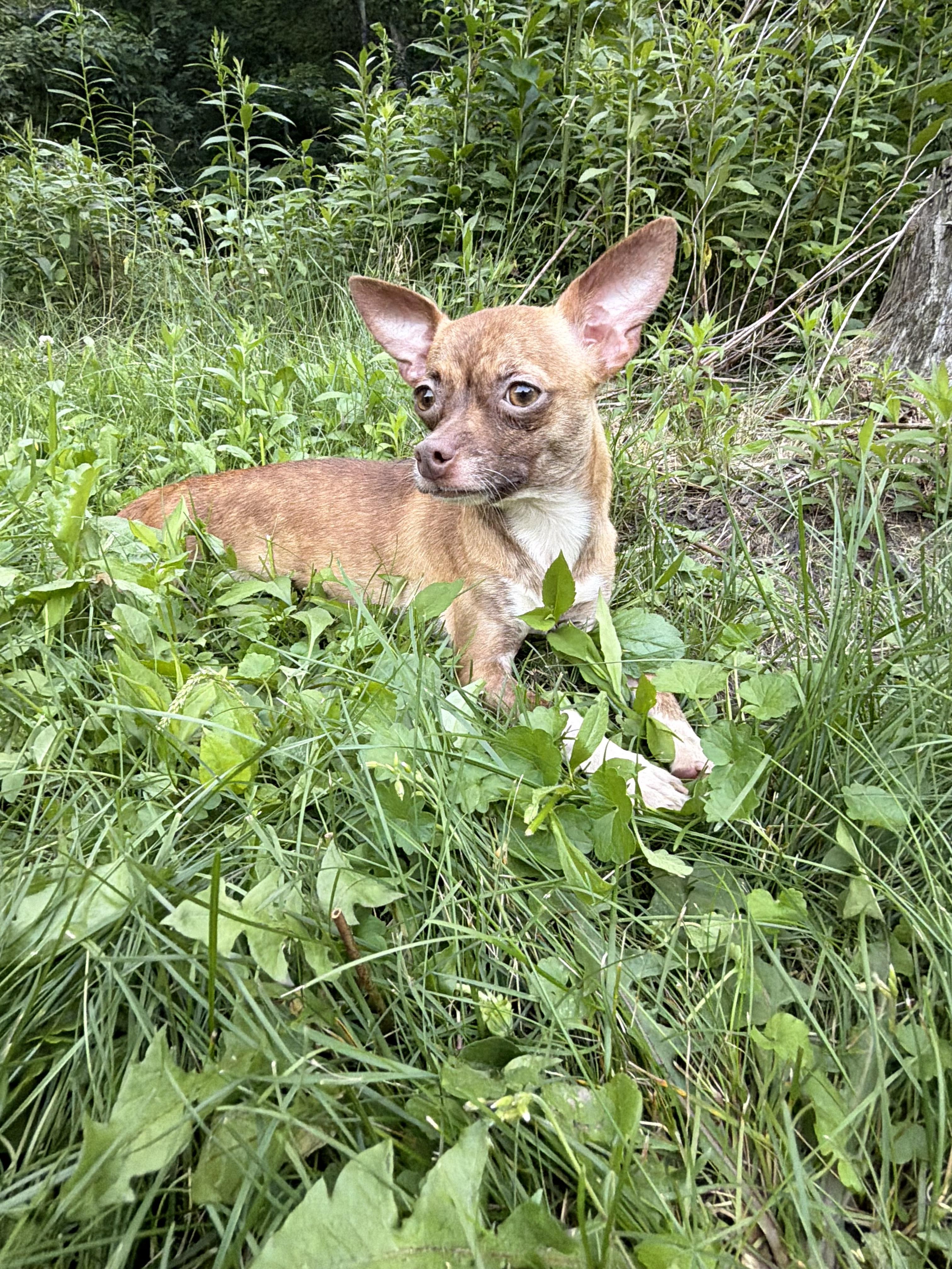 Bella
