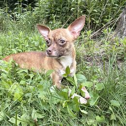 Bella - Chihuahua