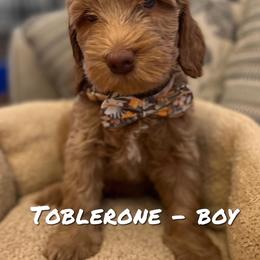 Boy 1 - Apricot Australian Labradoodle puppy in Lodi, California from These Charm's Doods