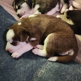 Siberian Husky Puppies from Huffman's Husky House