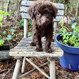 Goldendoodle Puppies from 24 Karat Doodles