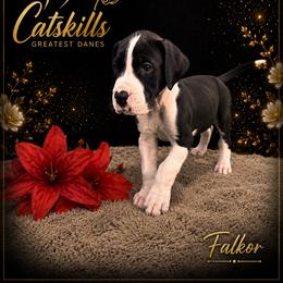 Falkor - Mantle male Great Dane puppy in Liberty, New York from Catskills Greatest Danes