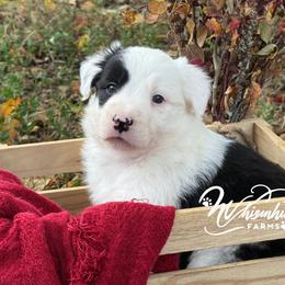 Patsy - Black and white female Border Collie puppy in Nashville, Arkansas from Whisenhunt Farms