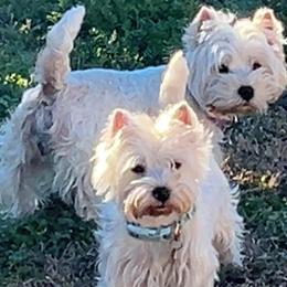 Maddie - West Highland White Terrier