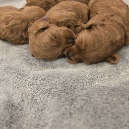 Goldendoodle puppies from Canyon Creek Puppies