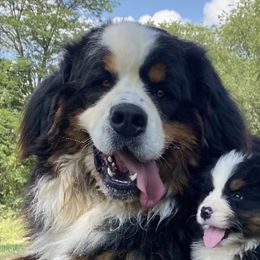 Durham - Bernese Mountain Dog