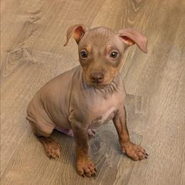 Flux - Chocolate male American Hairless Terrier puppy in Phoenix, Arizona from Bare Valley