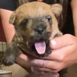 Orange Collar Girl - Red female Norfolk Terrier puppy in Bristol, Tennessee from Holston Hollow Farm