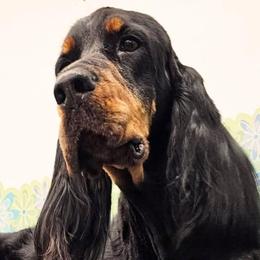 Gordon Setter puppies from Joy Hahn