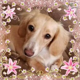 Eva - Dachshund