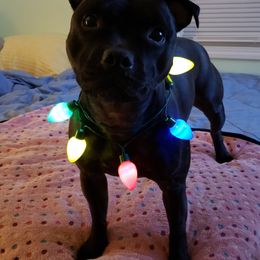 Staffordshire Bull Terrier All Grown Up from Freystaff Staffordshire Bull Terriers