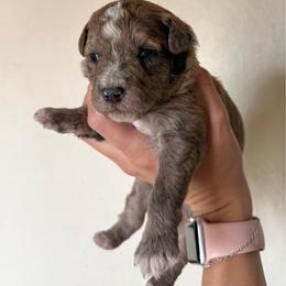 Parker - Red male Bernedoodle puppy in Fallon, Nevada from Wild Roots Doodles