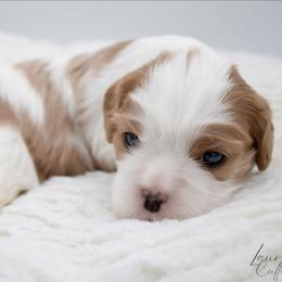 Twister - Blenheim female Cavalier King Charles Spaniel puppy in Hendersonville, North Carolina from Grayfinn House
