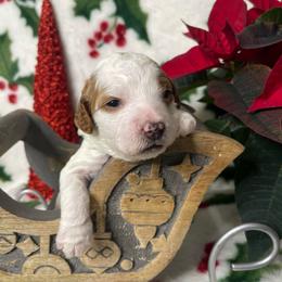Aspen - Parti female Goldendoodle puppy in Roseburg, Oregon from Dbos Furry Friends