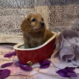Cockapoo Puppies from Country J Canines