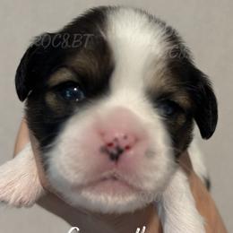 Duke - Black gold and white male Cavatzu puppy in Oklahoma from Rocky Oak Cavaliers & Biewer Terriers LLC
