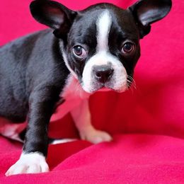Pickle (Sunny) - Black and white Boston Terrier puppy in New Hampshire from Punk Kennels