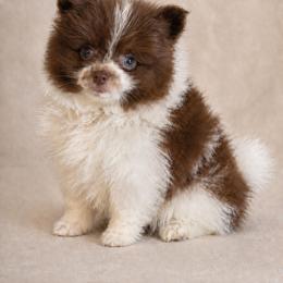 Pomeranian Puppies from Perkins Poms