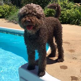 Lagotti Romagnoli from Yellow Brick Road Lagotto Romagnolo
