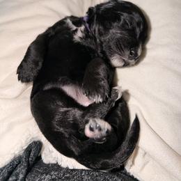 Bernedoodle Puppies from NOB Bernedoodles