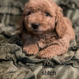Goldendoodle Puppies from Doodle Paradise