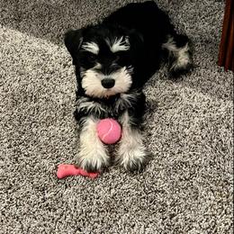 Miniature Schnauzer Puppies from A'Lord Miniature Schnauzer